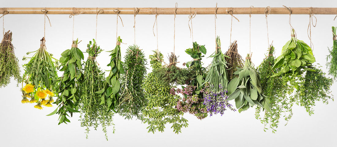 Are Adaptogens The Natural Solution To Stress?