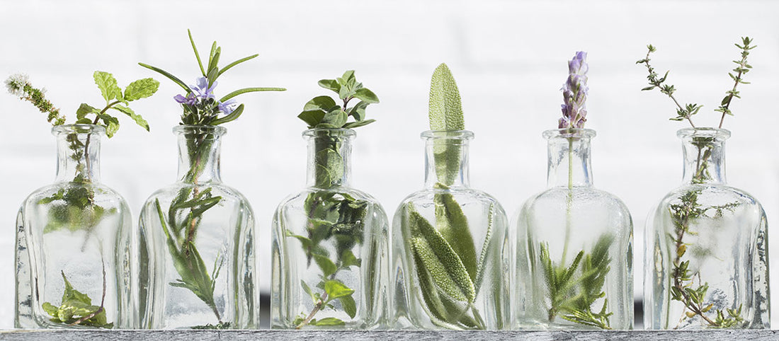 The Beginners Guide To Essential Oils