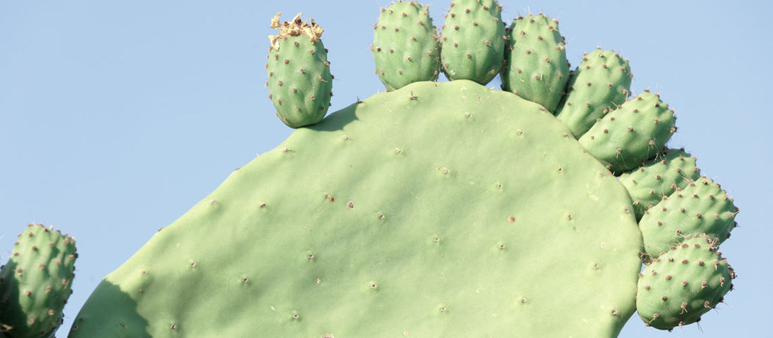 Is Prickly Pear Oil The Secret To Healthy Skin?