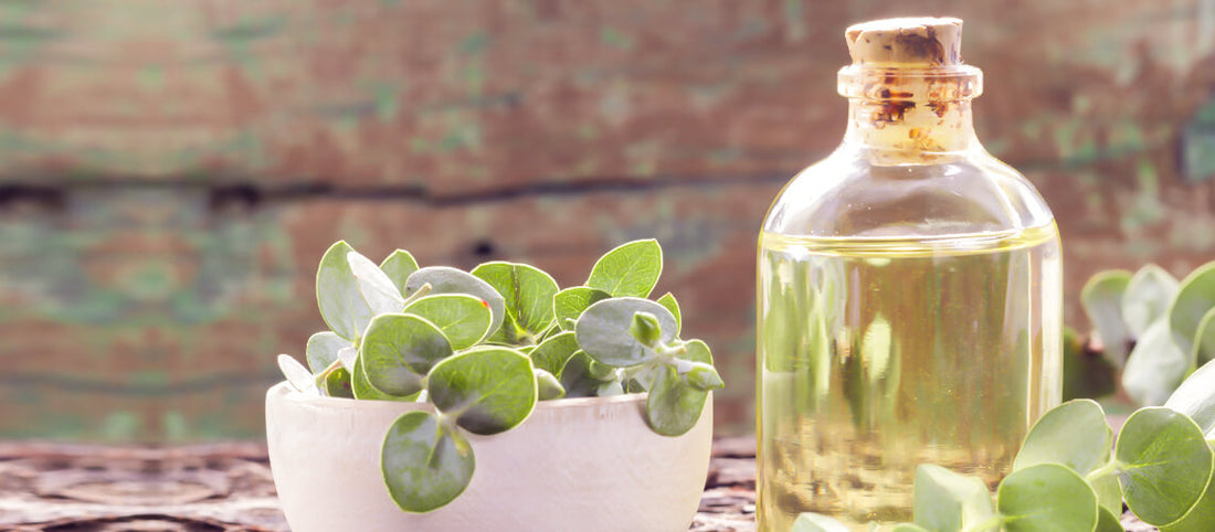 Why Eucalyptus is a Cleansing Essential