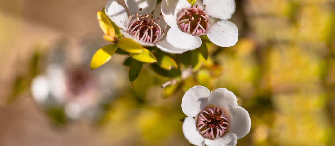 living nature manuka